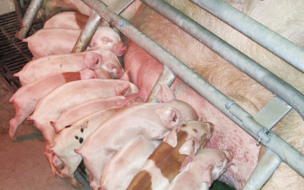 道産の子実とうもろこしを使った新飼料「道産98ポーク」を給与して三元豚を育てている豊浦町（有）フロイデ農場。出荷は若干遅れたものの、輸入飼料と変わらない良い豚に仕上がりました。