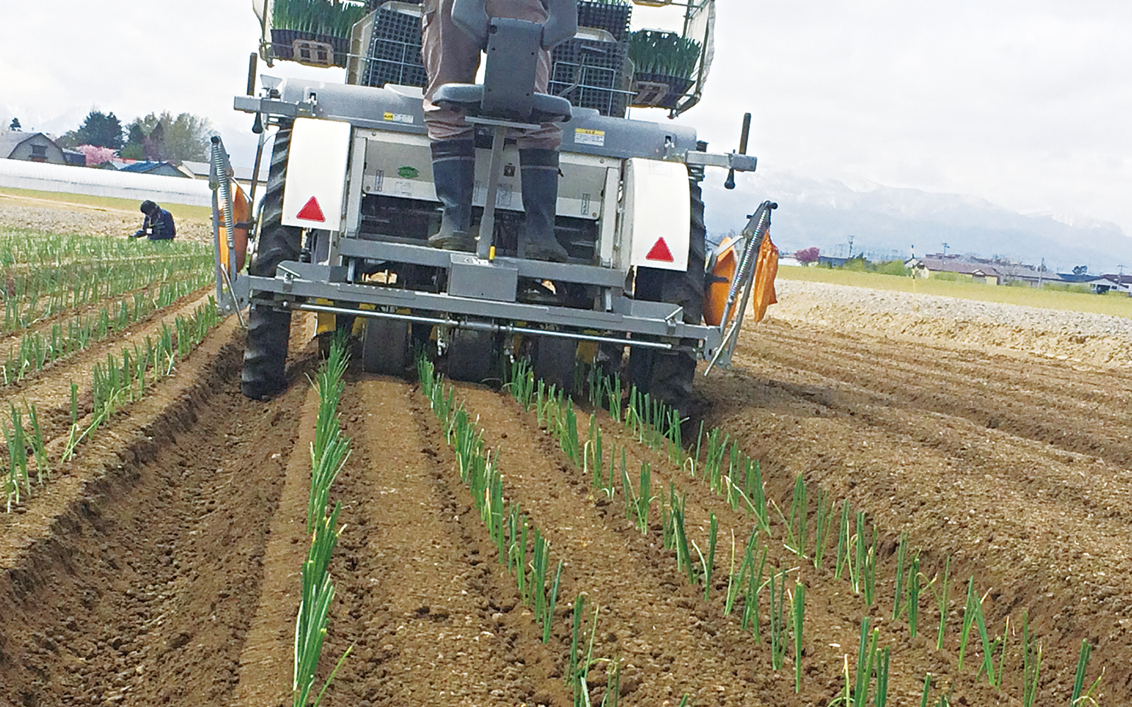 たまねぎ高畦移植栽培技術の効果 - アグリポートWeb