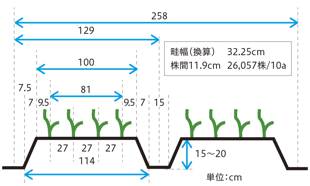 ［図１］たまねぎ高畦移植栽培の断面図（単位:㎝)