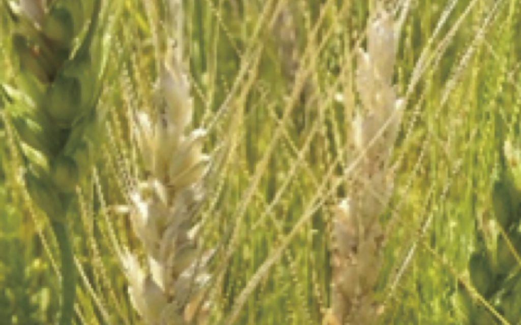 小麦の赤かび病に対する新規殺菌剤「ミラビスフロアブル」