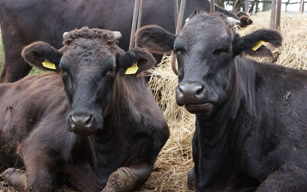 発育改善で黒毛和種去勢肥育牛の出荷月齢を2カ月短縮