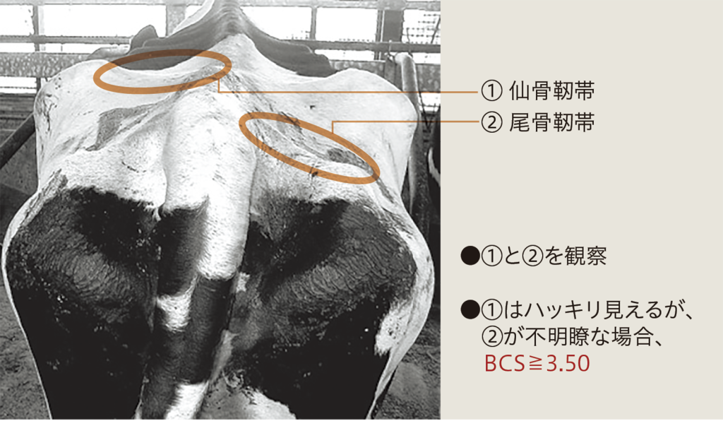 分娩前のBCSが3.50以上の牛の特徴