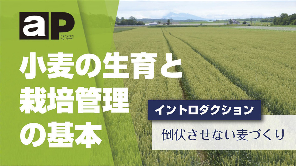 ホクレンアグリポートチャンネル 小麦の生育と栽培管理の基本
