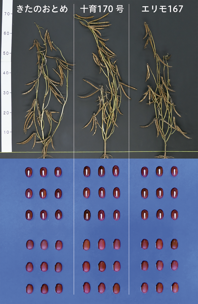 小豆新品種「十育170号」と「きたのおとめ」、「エリモ167」との比較