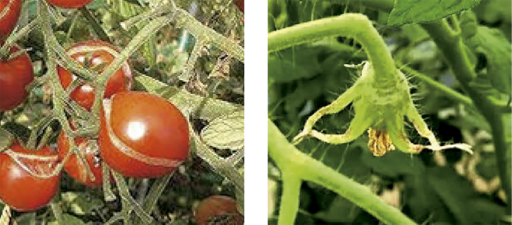 ミニトマト裂果(写真左）、トマトのがく枯れ（写真右）