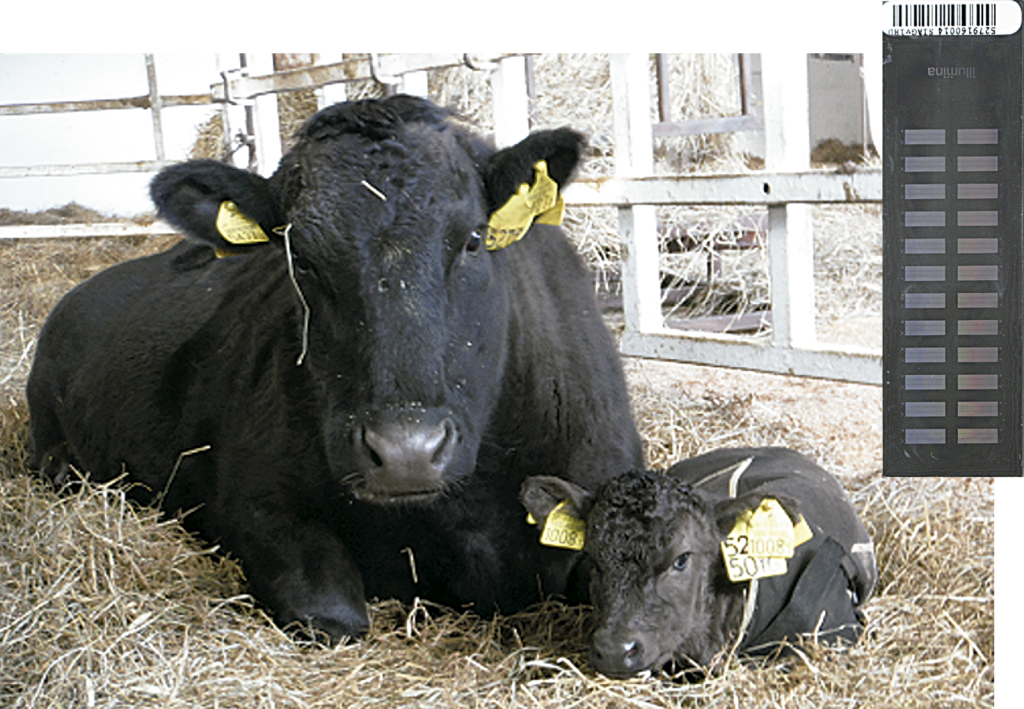 黒毛和牛の母子と、一度に数万カ所の遺伝子型を判定できるＳＮＰチップ（右上）