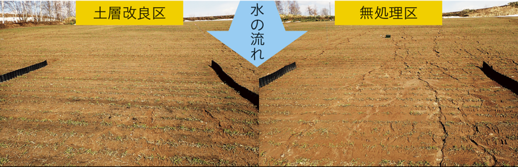 土層改良区（左）と無処理区（右）の雪解け水による侵食溝の様子（4月）