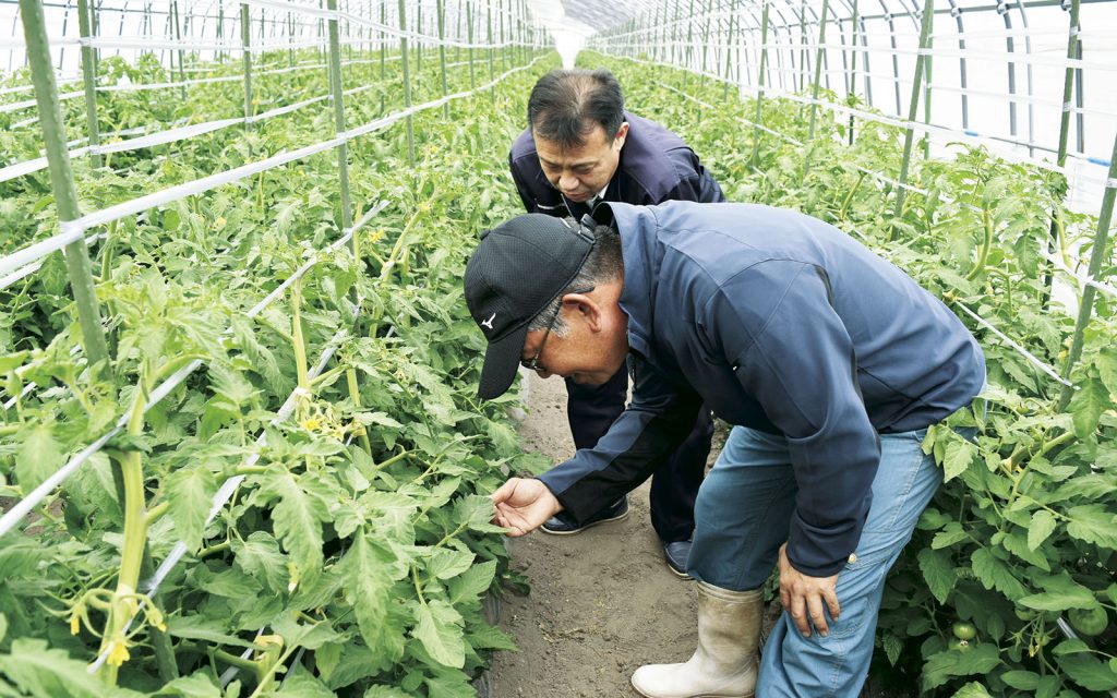 松原さんのハウスは約100坪のハウス47棟で、「加温半促成」と「夏秋どり」、二つの作型でトマトを栽培。
