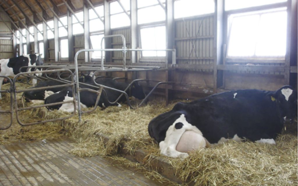 乾乳牛舎のストールを撤去した分娩場所と分娩予定牛