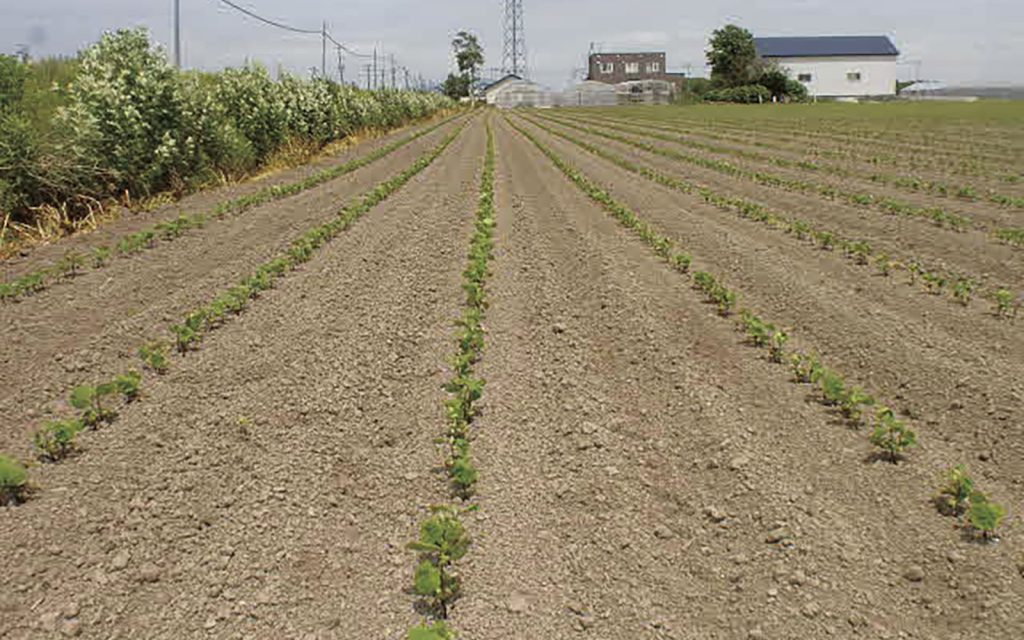 排水良好圃場の大豆初期生育