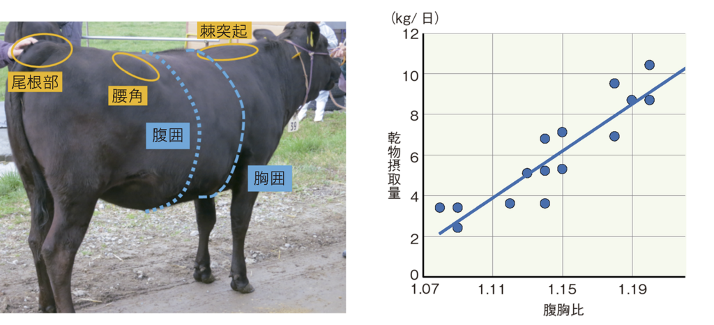 腹胸比（腹囲／胸囲）グラフは道総研畜産試験場の試験データ