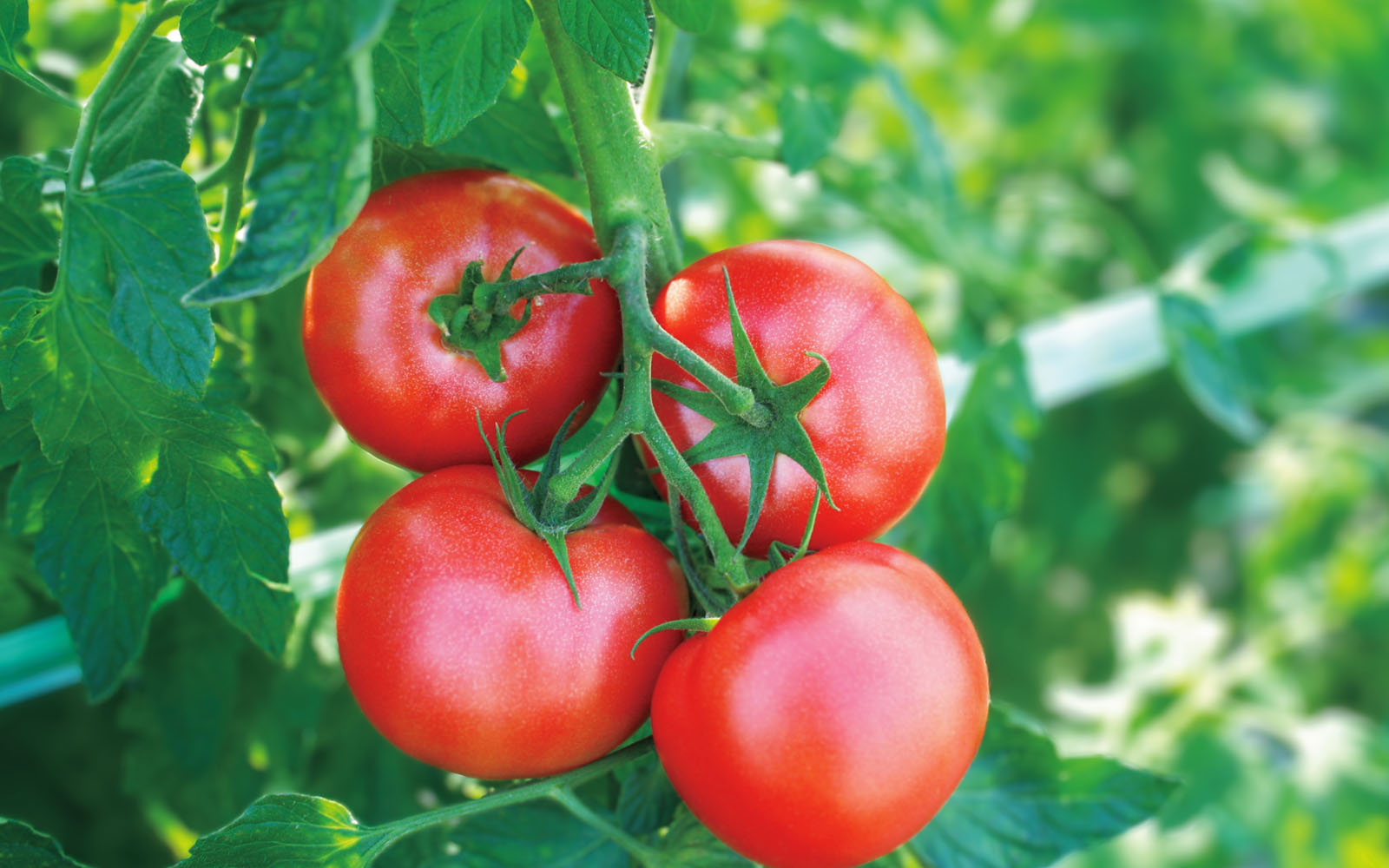 約20年間、クリーン農業を実践するびらとりトマトの挑戦 - アグリポートWeb