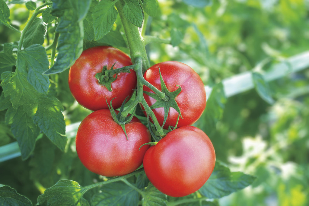 約20年間、クリーン農業を実践するびらとりトマトの挑戦