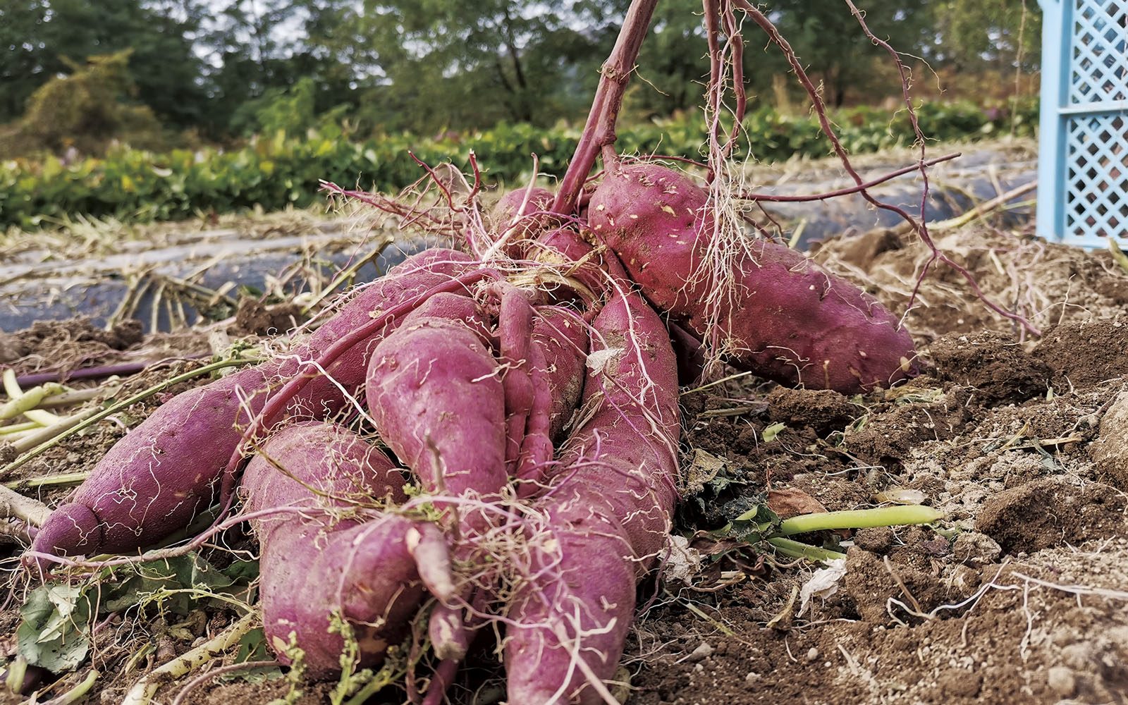 価格表【②4/22〜4/24発送】サツマイモ紅はるか500本【さつまいも苗】