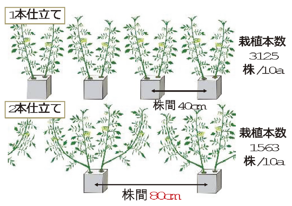 図1.「うぃずOne」を用いたトマトの２本仕立て栽培法（地独）北海道立総合研究機構提供 