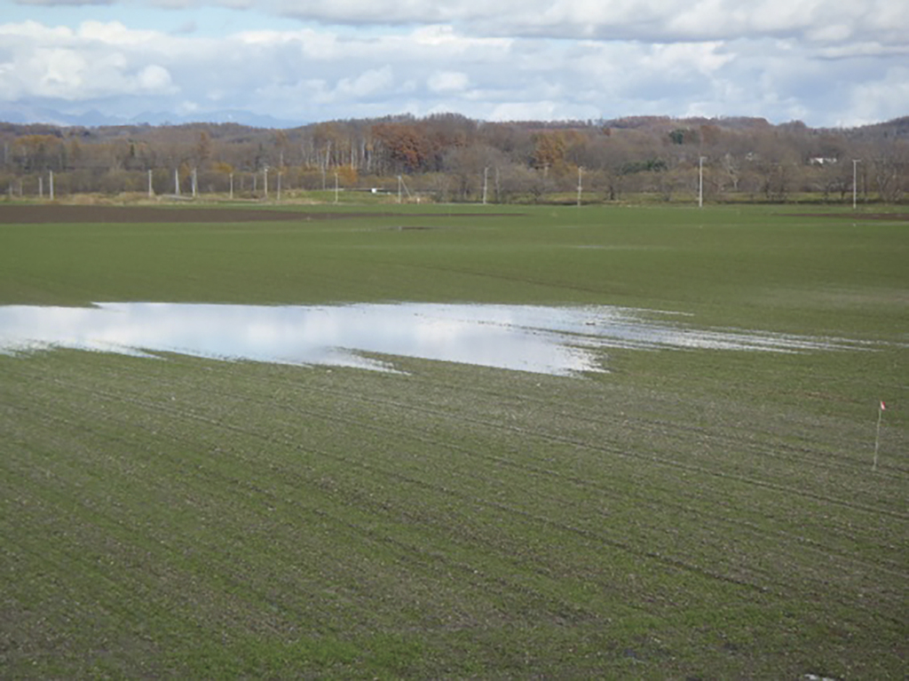 小麦圃場に発生した表面滞水