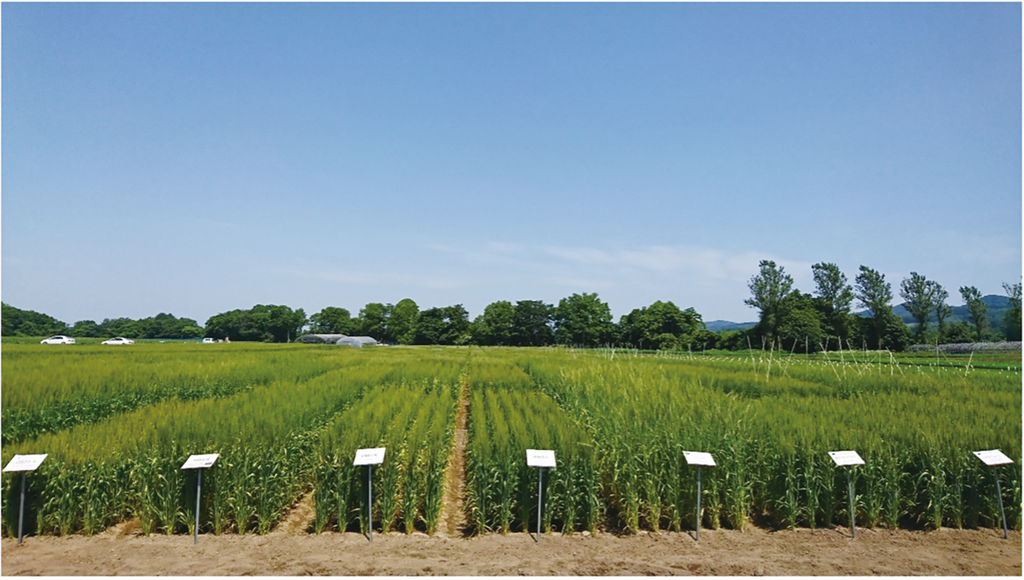 写真4.ホクレン長沼研究農場における春播き小麦の栽培試験