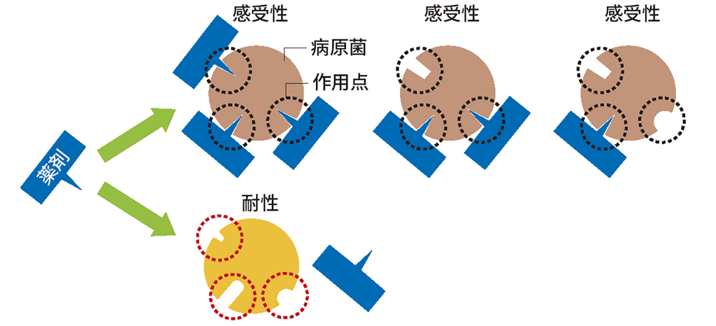図2. 保護タイプと浸透性タイプの耐性菌発生リスク（イメージ）