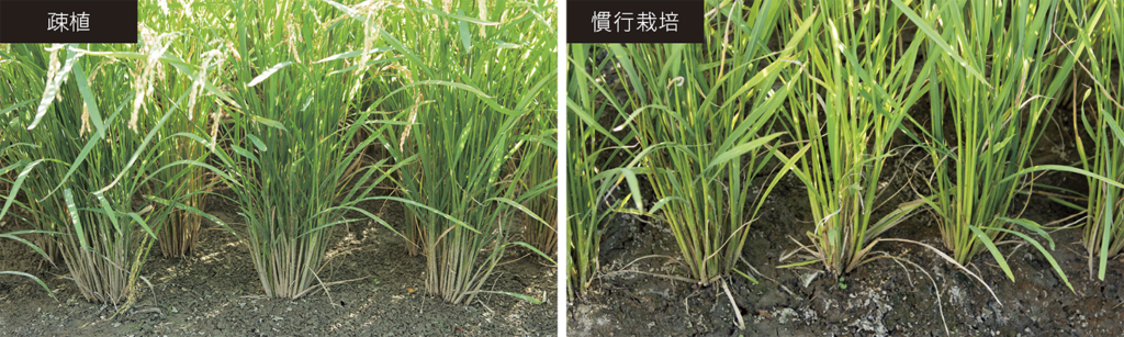 写真1.右が慣行栽培、左が株間を約2倍に広げた疎植栽培。