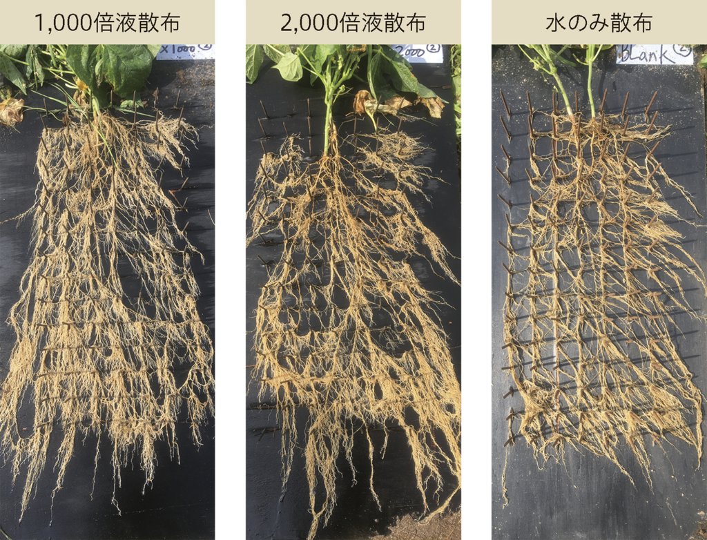 写真2.アグロリグSCの生育促進効果を確認した根箱試験での根の状況