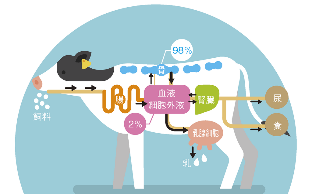 乳牛に必要なミネラル～泌乳期中のカルシウム