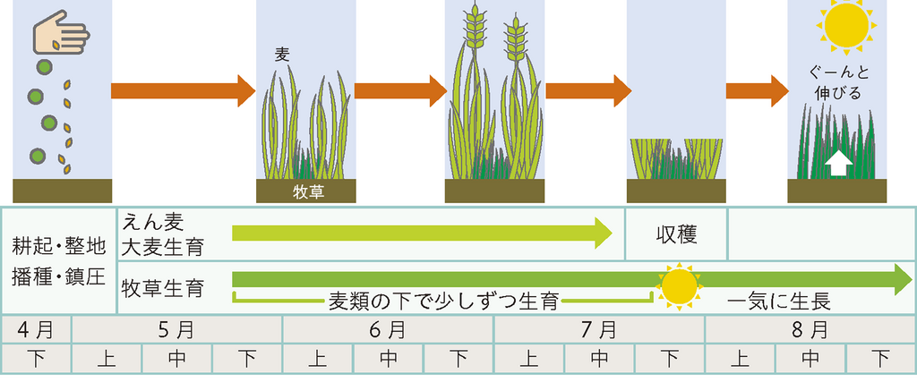 図2.牧草と麦類の同伴栽培体系