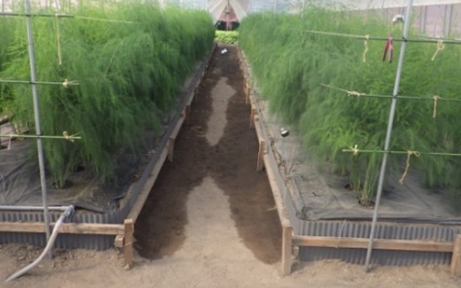 アスパラガス枠板高畝ハウス立茎栽培 - アグリポートWeb