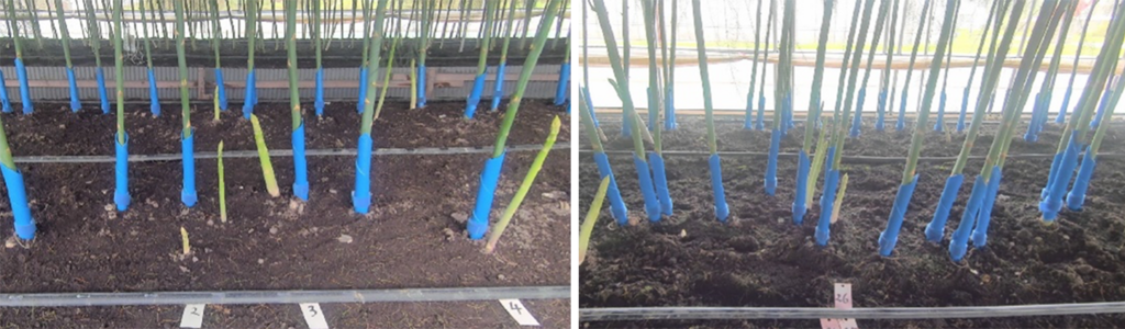 試験区の比較　左:疎植区（立茎本数2本/株）、右:通常区（立茎本数3.3本/株）（収穫実証のため、親茎に青いカバーを装着）