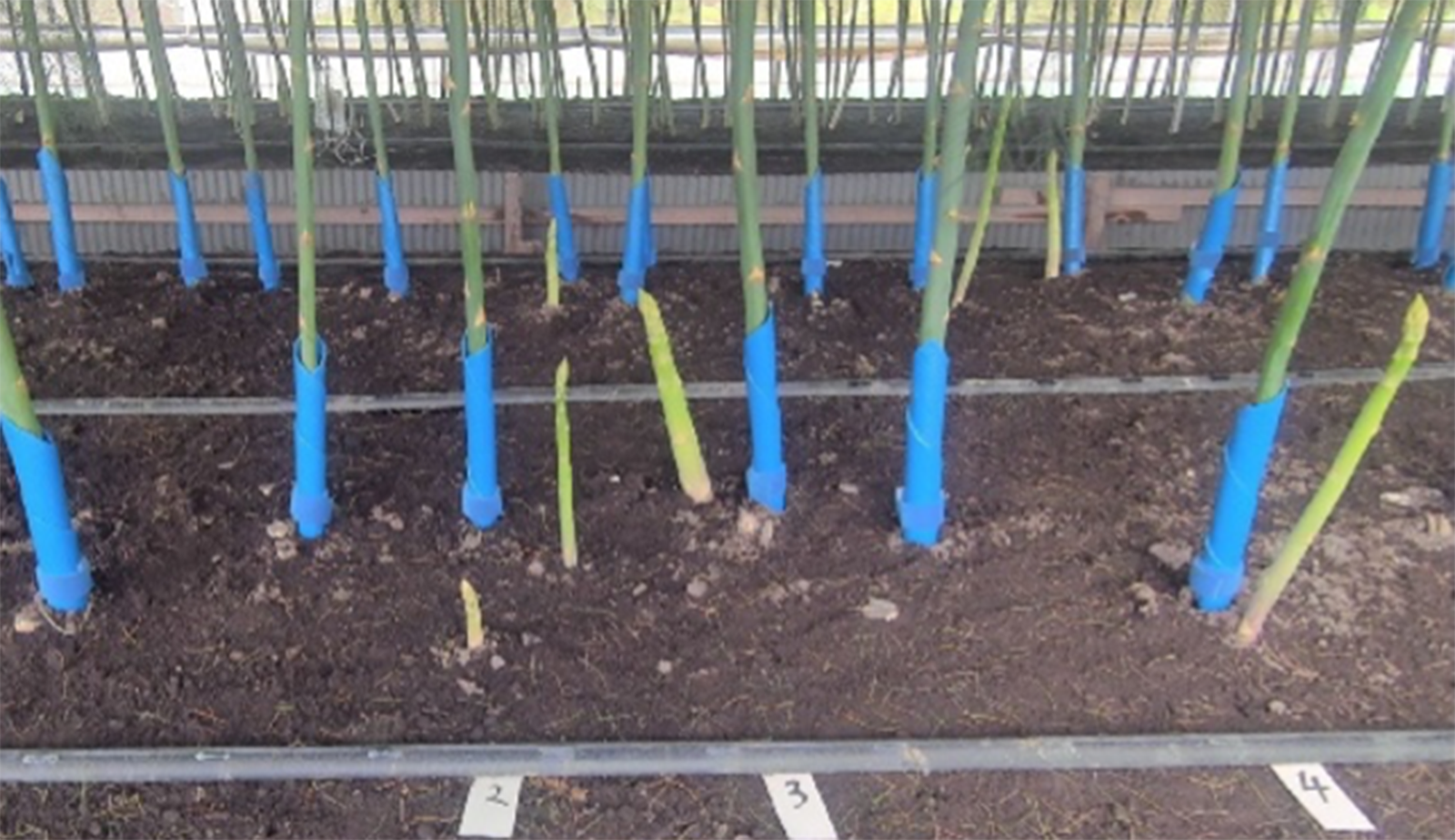 アスパラガス自動収穫機の実証 - アグリポートWeb