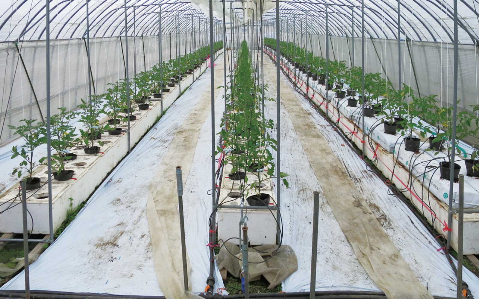 トマト隔離床養液栽培システム「うぃずOne」の導入による 褐色根腐病