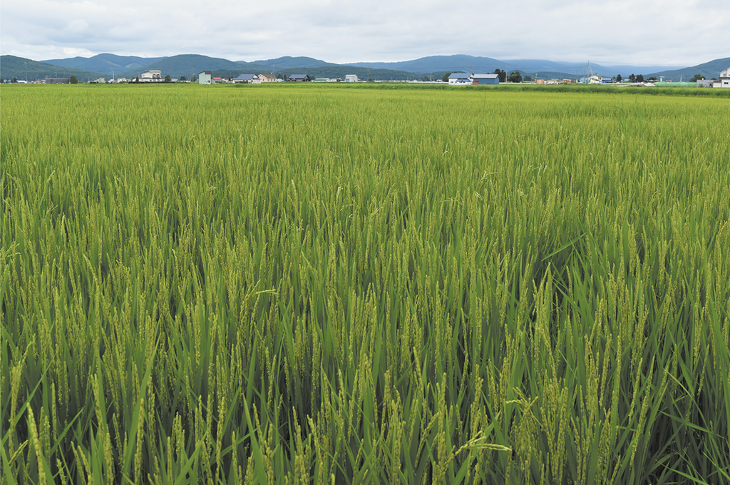 原料米圃場 原料米は新規需要米として栽培している「きらら397」と「ゆめぴりか」。2013年からは直播を採用しています。