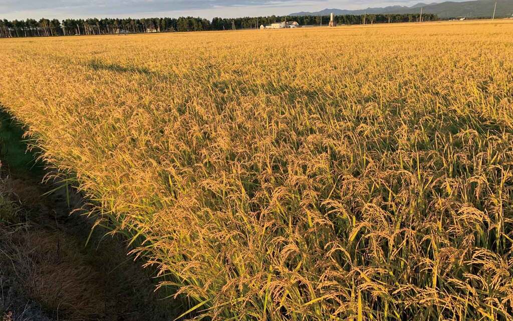 加藤さんの直播圃場。水稲のほかには秋播き小麦か、もしくは大豆を栽培。
