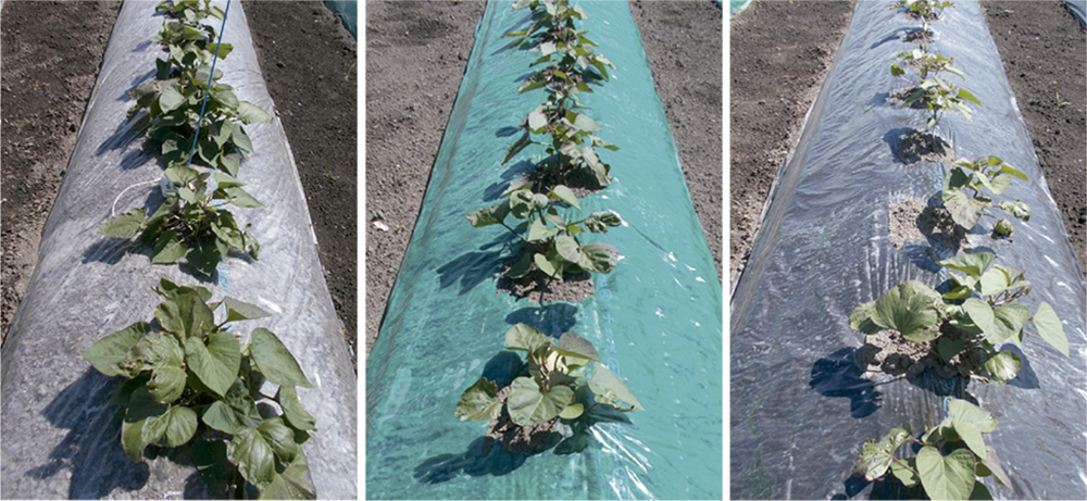 写真1.マルチ色の違いが定植約3週間後のさつまいも(ベニアズマ)の生育に与える影響(左から透明、緑色、黒色)