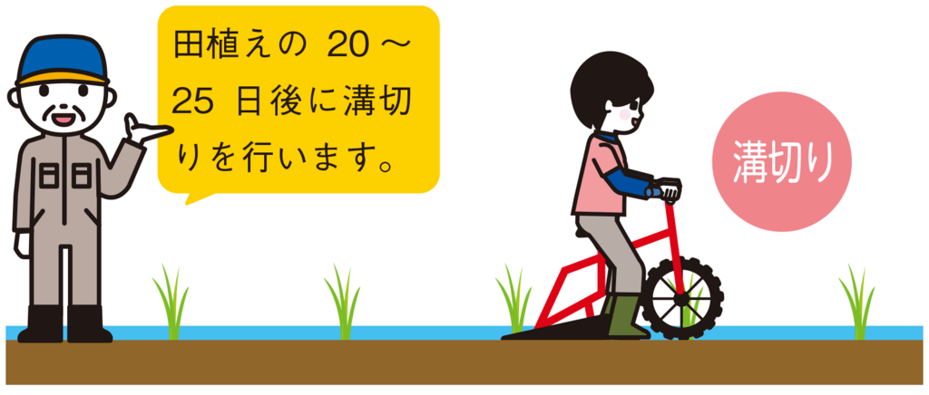 田植えの20-25日後に溝切り