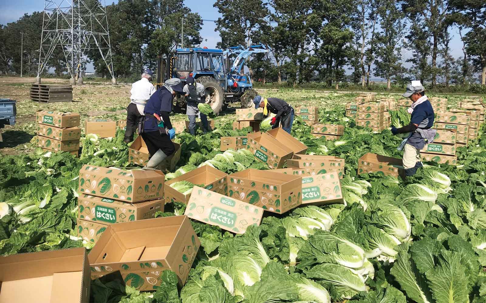 農家の畑パイプ 1日農業バイトアプリで 人手不足を解消！ - アグリポートWeb