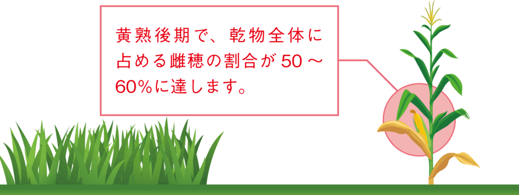 トウモロコシ原料草の牧草との違い