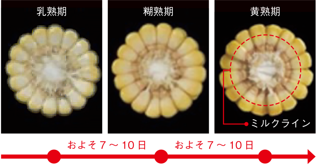 写真1子実登熟の進み（画像提供：サナテックシード株式会社） 