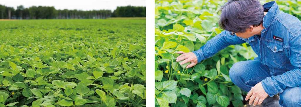 写真1小豆の生育状態を均一にする