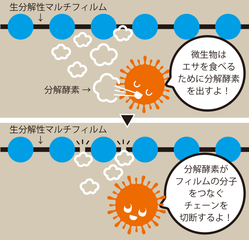 生分解性マルチ