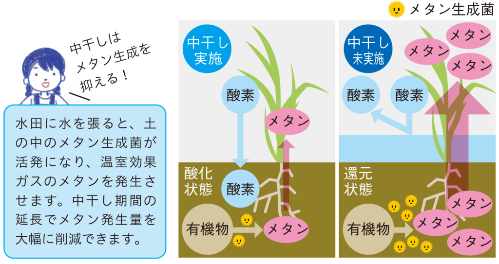 図3.中干しのメタンガス削減効果