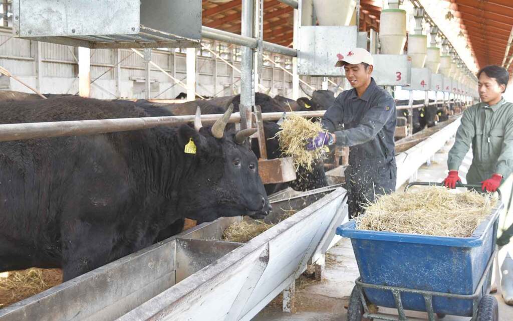 稲わらの給餌や餌の残量のチェック