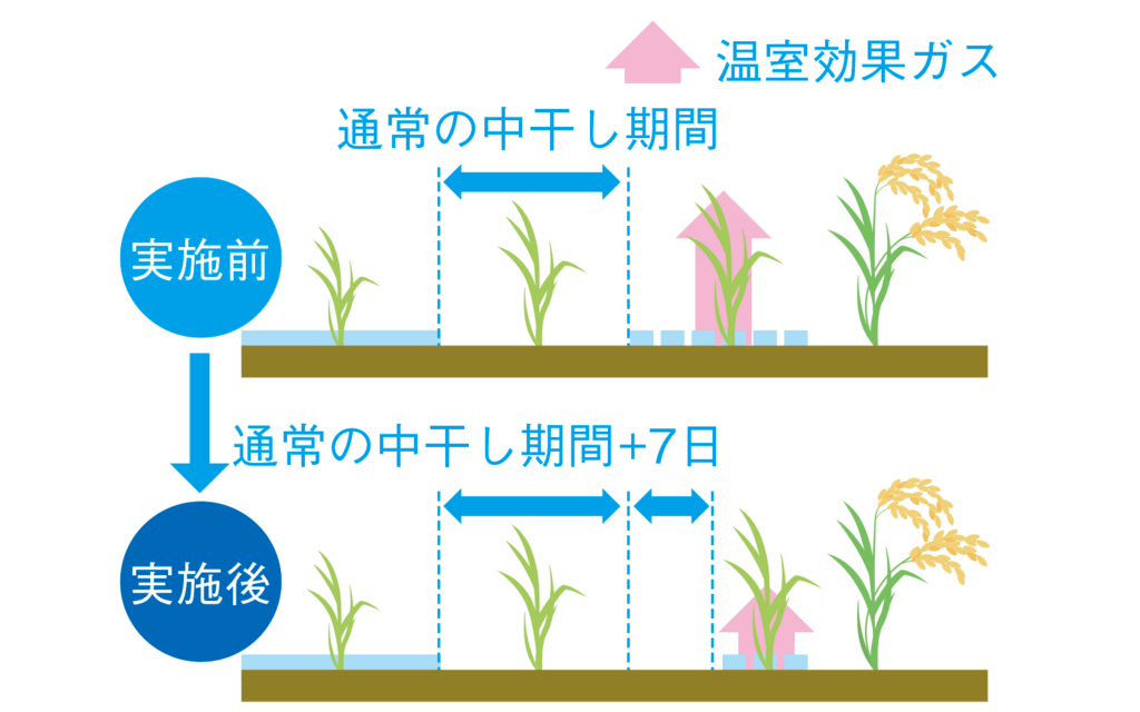 水稲栽培における中干し期間の延長-