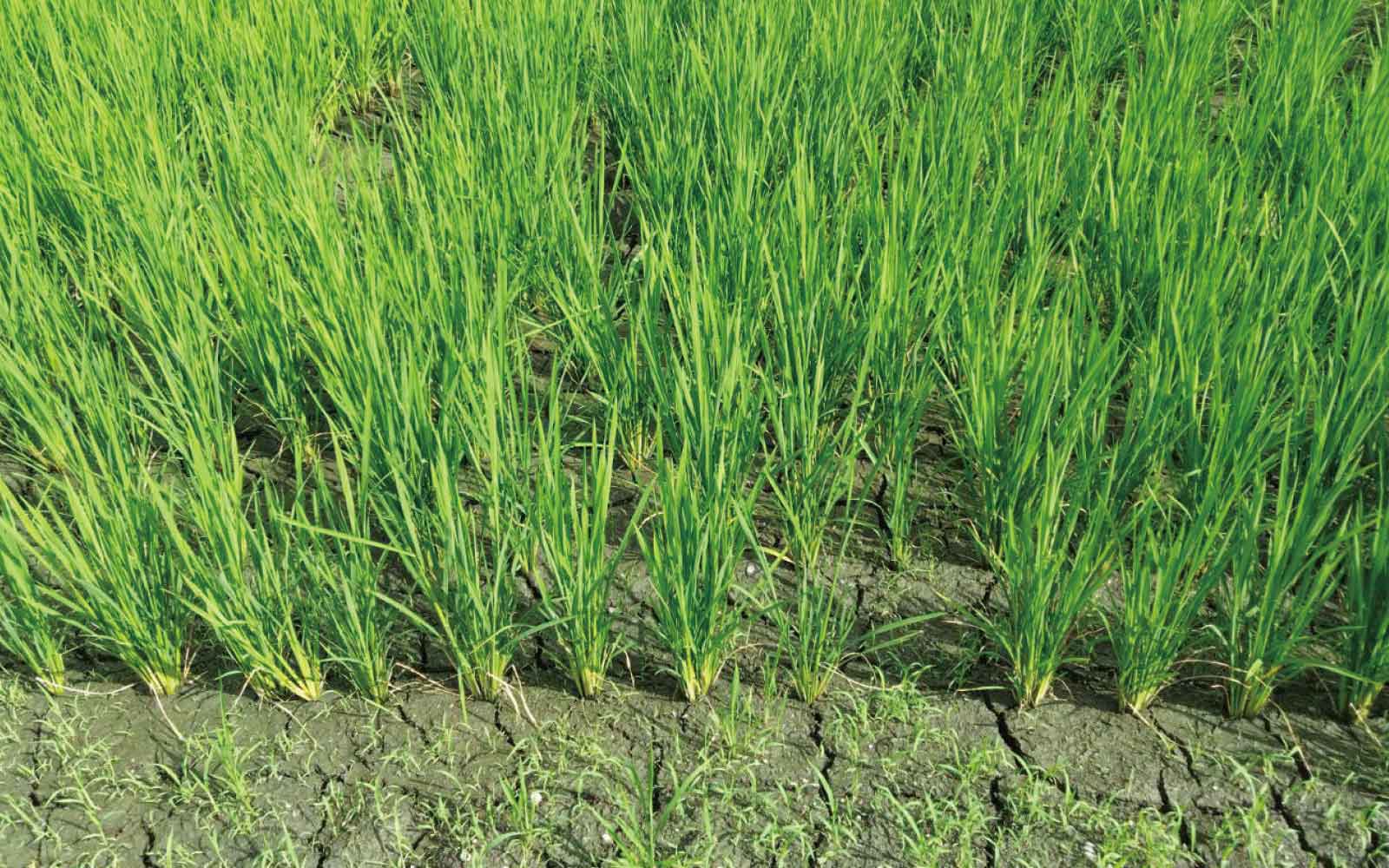 取り組みやすい方法論中干し期間の延長に注目 - アグリポートWeb