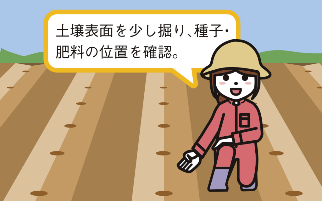 トウモロコシ播種作業のポイント