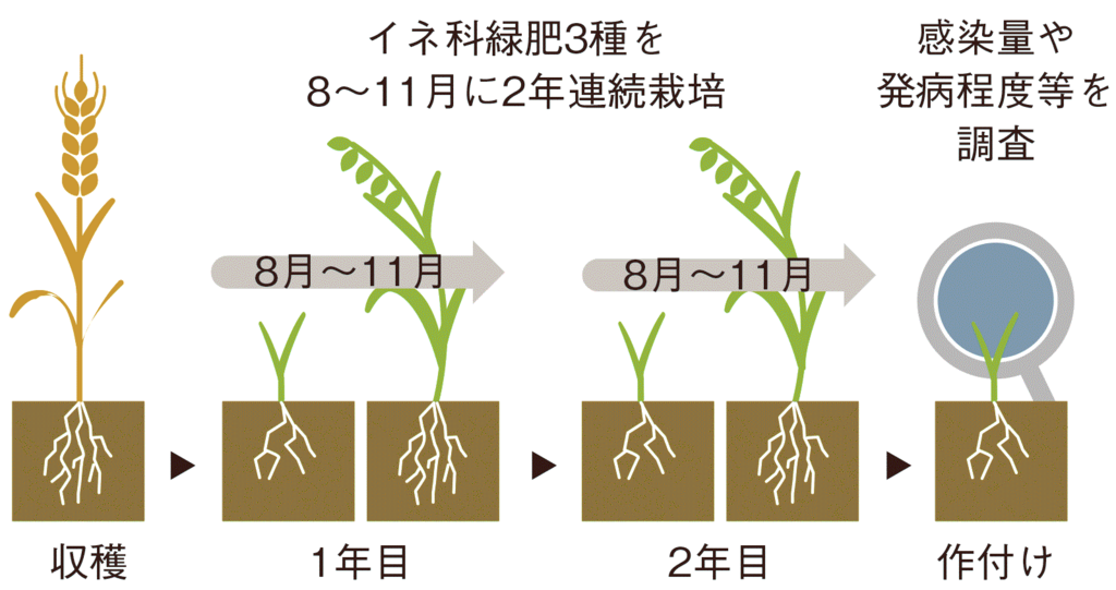 図1イネ科緑肥の夏播栽培の効果検証