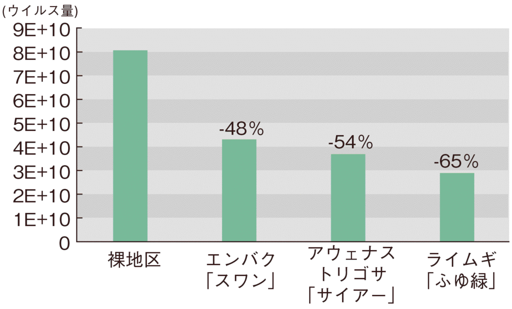 図2根雪前のウイルス感染量-