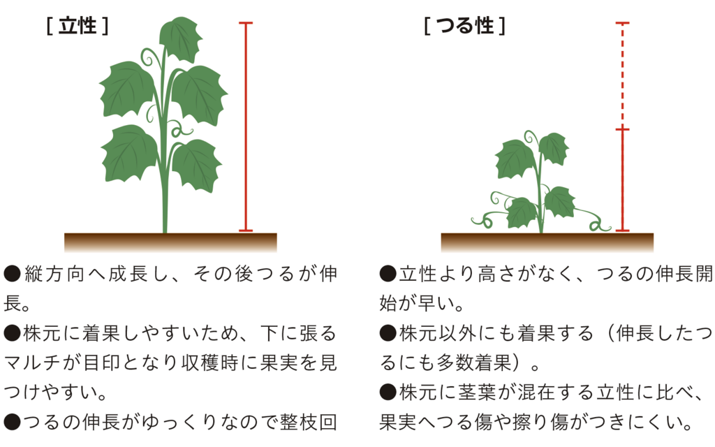 図3草姿による違い