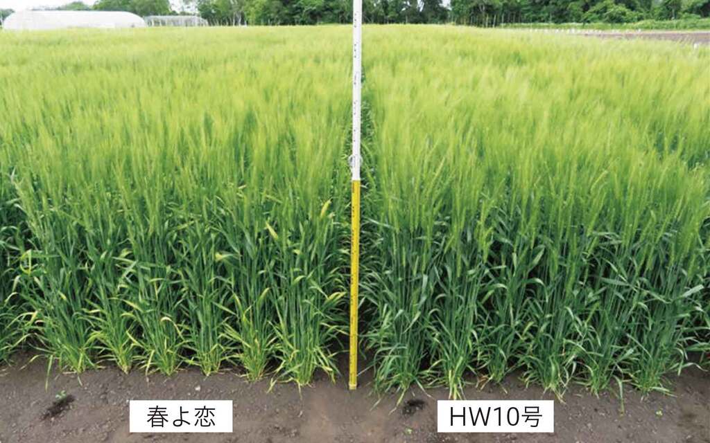 草姿