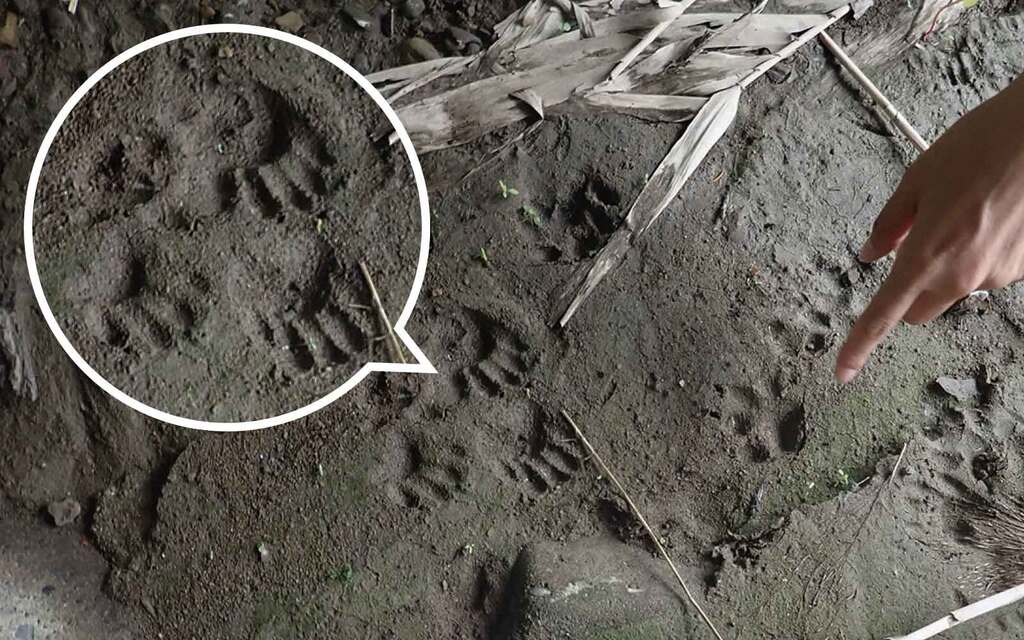 アライグマの行動を把握する