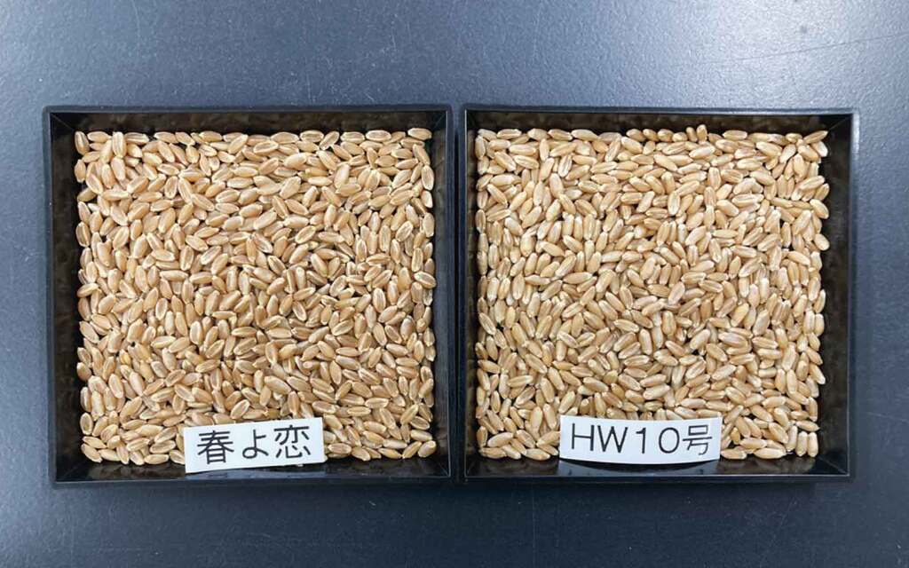 「春よ恋」「HW10号」の種子